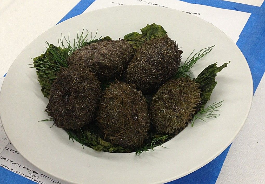 Live sea urchin on the plate